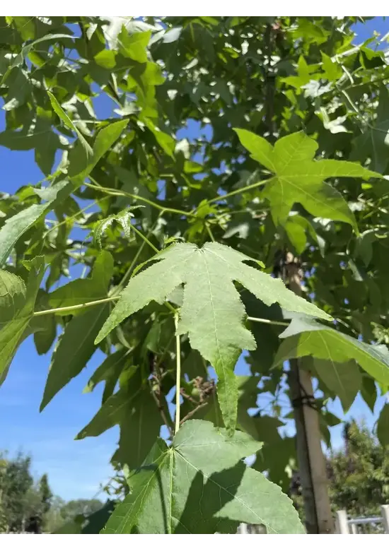 Amerikanischer Amberbaum | Liquidambar styraciflua
