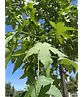 Amerikanischer Amberbaum | Liquidambar styraciflua