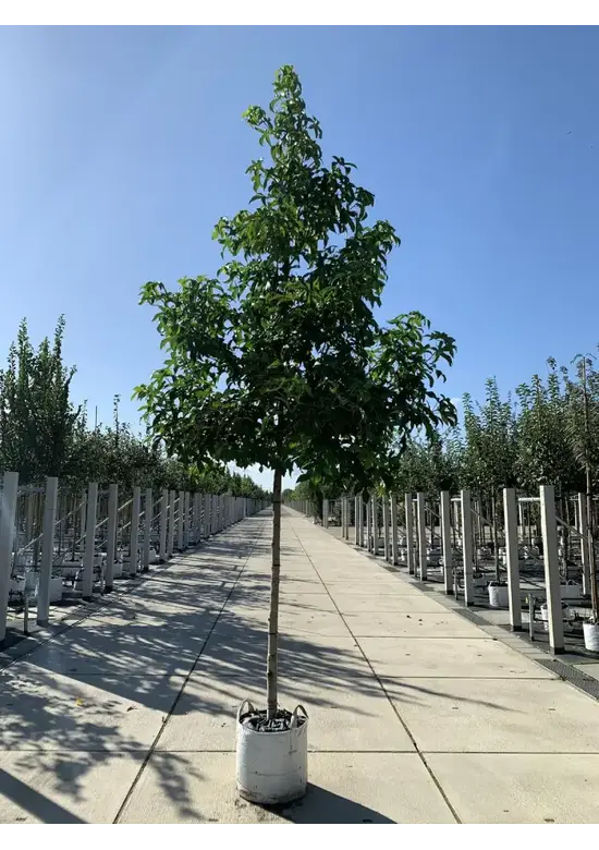 Amerikanischer Amberbaum | Liquidambar styraciflua