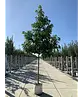 Amerikanischer Amberbaum | Liquidambar styraciflua