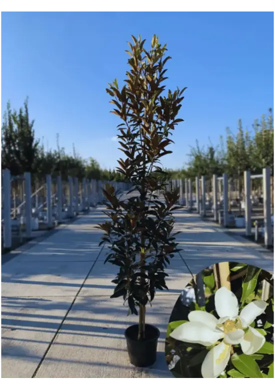 Magnolie 'Alta' | Magnolia grandiflora 'Alta'