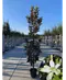 Magnolie 'Alta' | Magnolia grandiflora 'Alta'