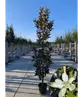 Magnolie 'Alta' | Magnolia grandiflora 'Alta'