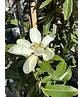 Magnolie 'Alta' | Magnolia grandiflora 'Alta'