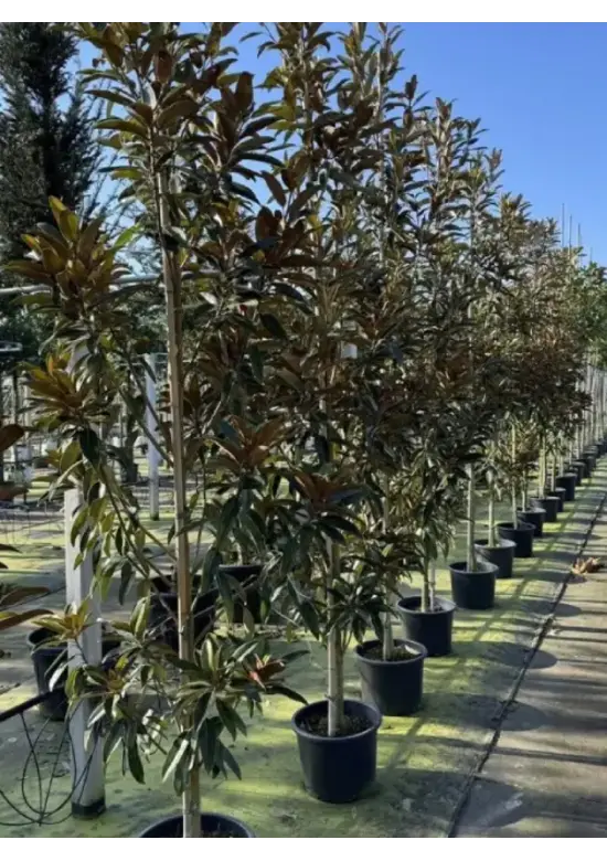 Magnolie 'Alta' | Magnolia grandiflora 'Alta'