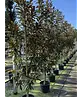 Magnolie 'Alta' | Magnolia grandiflora 'Alta'