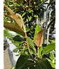 Magnolie 'Alta' | Magnolia grandiflora 'Alta'