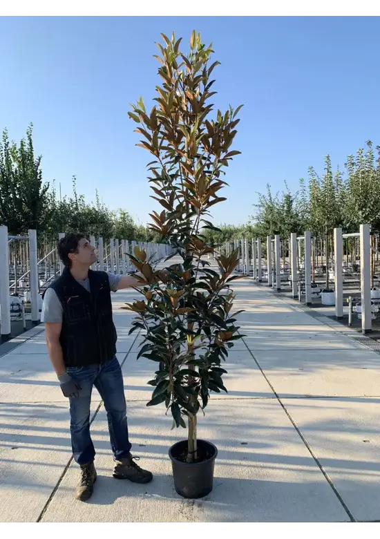 Magnolie 'Alta' | Magnolia grandiflora 'Alta'