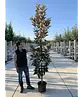 Magnolie 'Alta' | Magnolia grandiflora 'Alta'