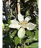 Magnolie 'Alta' | Magnolia grandiflora 'Alta'