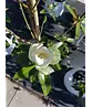 Magnolie 'Alta' | Magnolia grandiflora 'Alta'