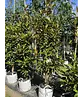 Magnolie 'Alta' | Magnolia grandiflora 'Alta'