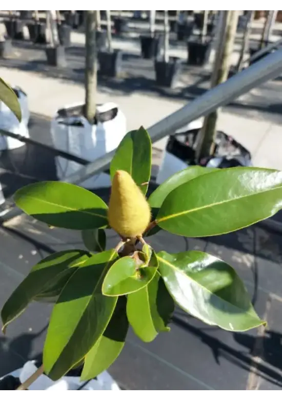 Magnolie 'Alta' | Magnolia grandiflora 'Alta'