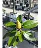 Magnolie 'Alta' | Magnolia grandiflora 'Alta'