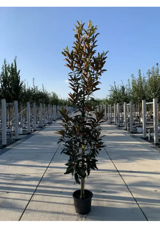 Magnolie 'Alta' | Magnolia grandiflora 'Alta'