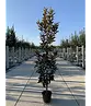 Magnolie 'Alta' | Magnolia grandiflora 'Alta'