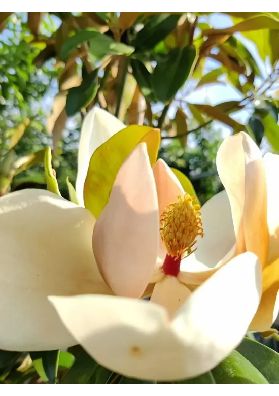 Magnolia grandiflora | Magnolia grandiflora
