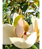 Magnolia grandiflora | Magnolia grandiflora