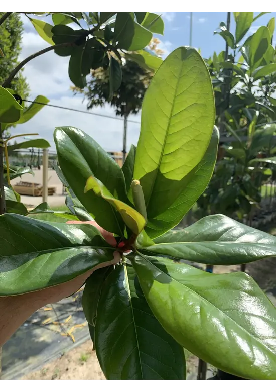 Magnolia grandiflora | Magnolia grandiflora