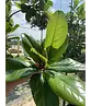 Magnolia grandiflora | Magnolia grandiflora