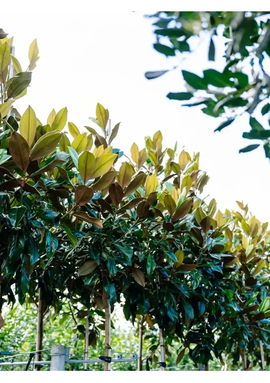 Magnolia grandiflora | Magnolia grandiflora