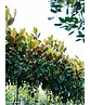 Magnolia grandiflora | Magnolia grandiflora