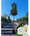 Magnolia grandiflora | Magnolia grandiflora