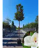 Magnolia grandiflora | Magnolia grandiflora