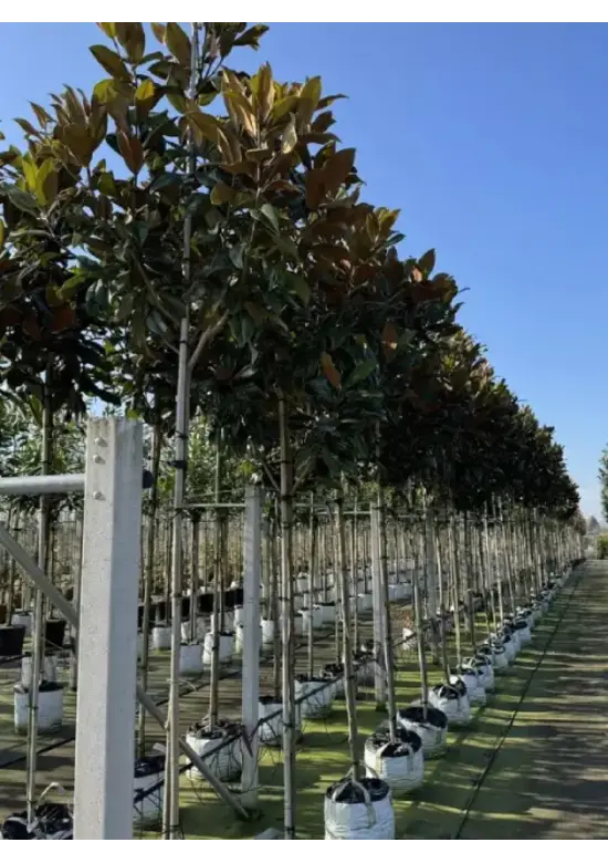Magnolia grandiflora | Magnolia grandiflora