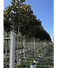 Magnolia grandiflora | Magnolia grandiflora