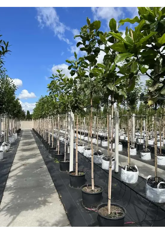 Magnolia grandiflora | Magnolia grandiflora