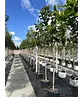 Magnolia grandiflora | Magnolia grandiflora