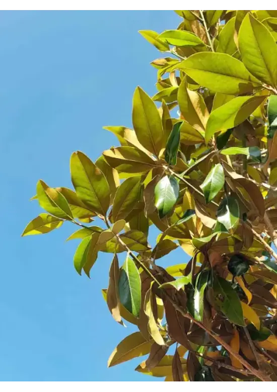 Magnolia grandiflora | Magnolia grandiflora