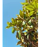 Magnolia grandiflora | Magnolia grandiflora
