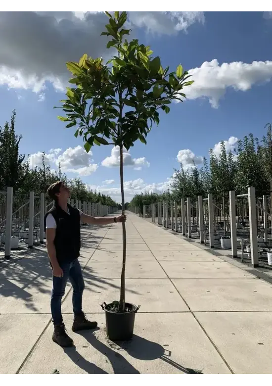Magnolia grandiflora | Magnolia grandiflora