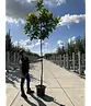 Magnolia grandiflora | Magnolia grandiflora