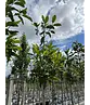 Magnolia grandiflora | Magnolia grandiflora