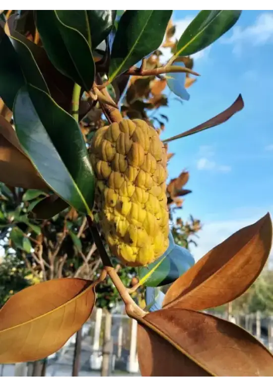 Magnolia grandiflora | Magnolia grandiflora