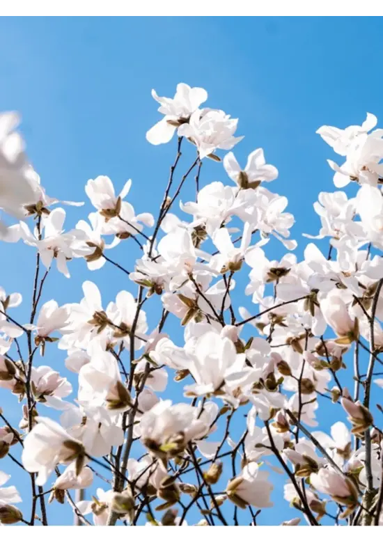 Kobushi Magnolie | Magnolia kobus