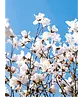Kobushi Magnolie | Magnolia kobus