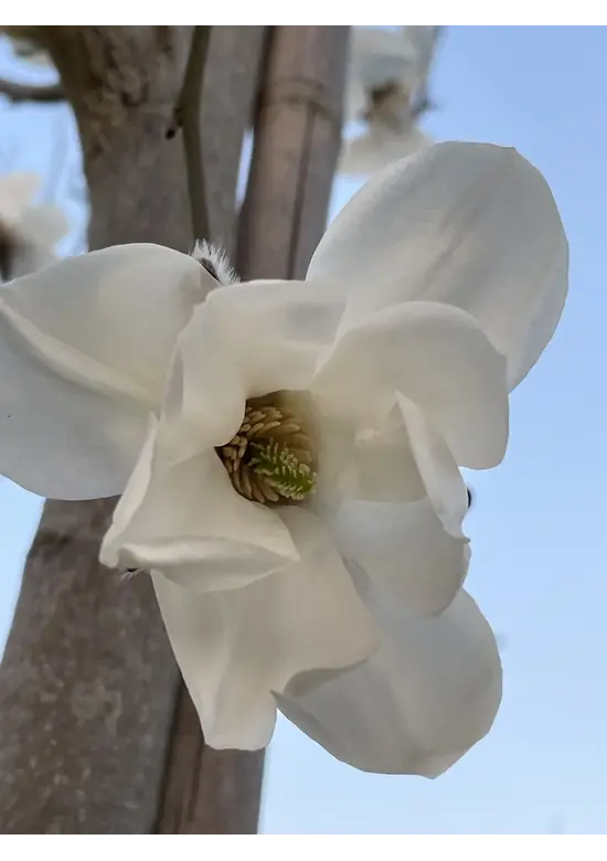 Kobushi Magnolie | Magnolia kobus