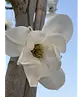 Kobushi Magnolie | Magnolia kobus