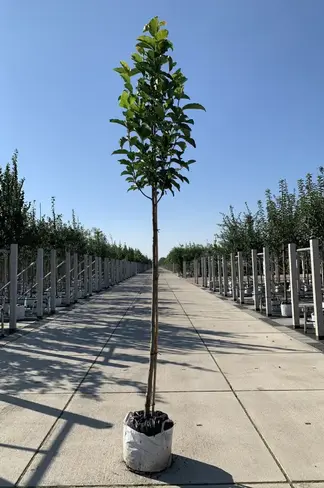 Kobushi Magnolie | Magnolia kobus