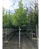 Kobushi Magnolie | Magnolia kobus