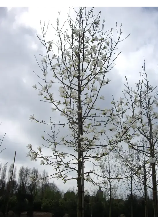 Kobushi Magnolie | Magnolia kobus