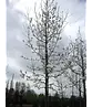 Kobushi Magnolie | Magnolia kobus