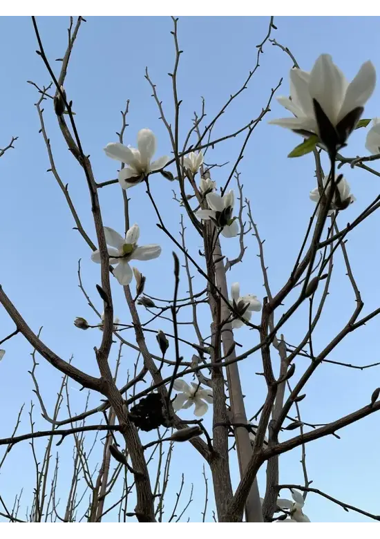 Kobushi Magnolie | Magnolia kobus