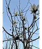 Kobushi Magnolie | Magnolia kobus
