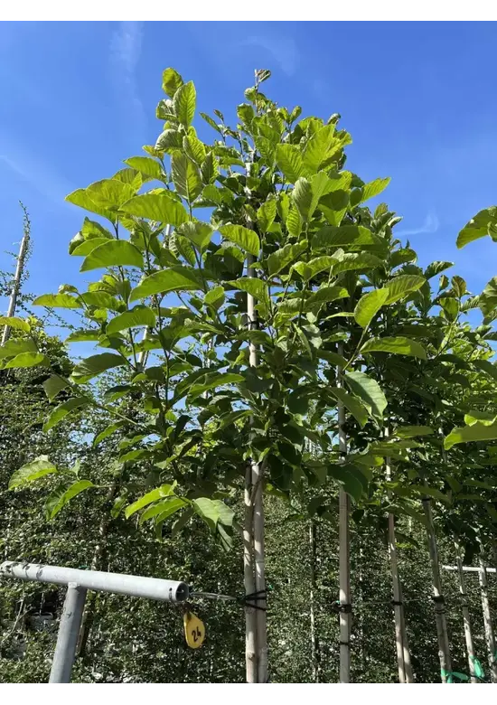 Kobushi Magnolie | Magnolia kobus