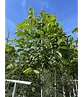 Kobushi Magnolie | Magnolia kobus